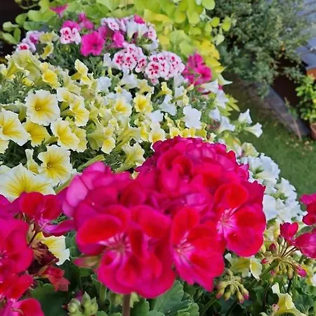 Haus Bergblick * וואלכסי